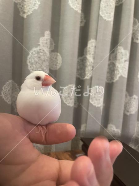 迷い鳥の写真
