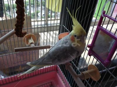 保護鳥の写真
