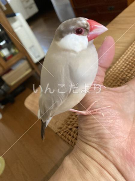 迷い鳥の写真