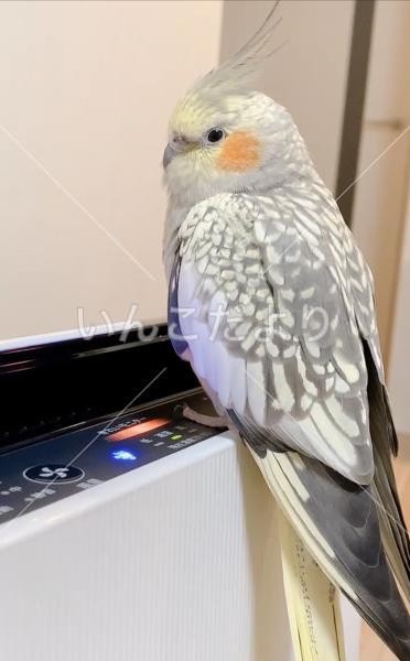迷い鳥の写真