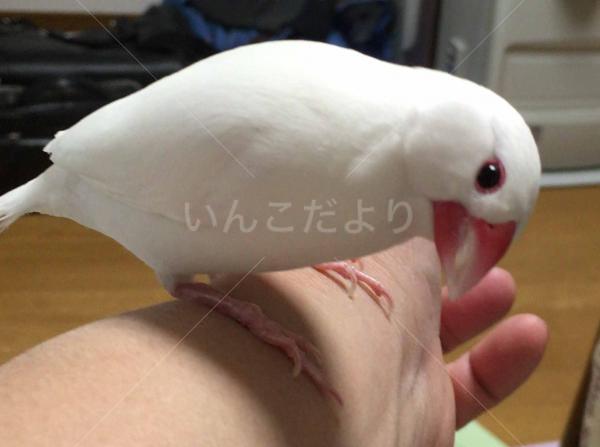 迷い鳥の写真