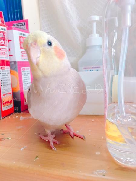 迷い鳥の写真