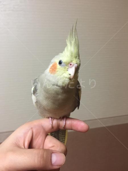 迷い鳥の写真