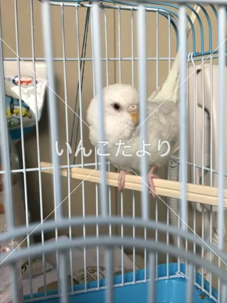 保護鳥の写真