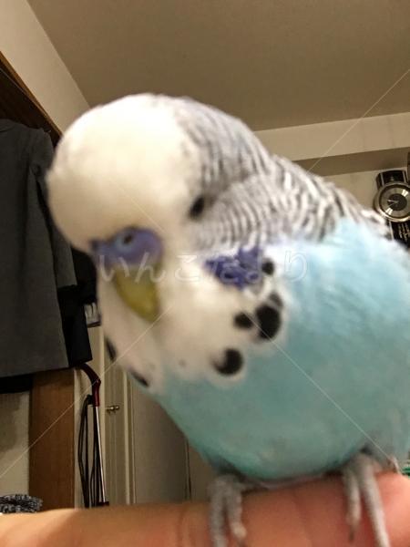 迷い鳥の写真