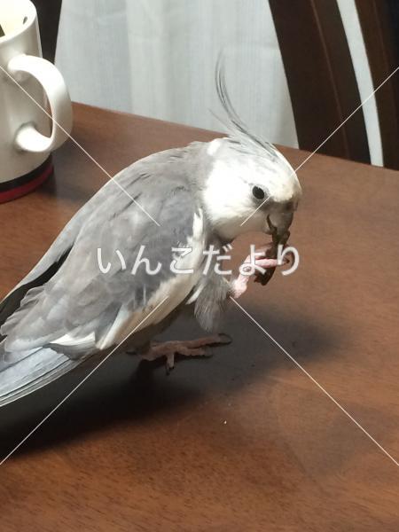 迷い鳥の写真