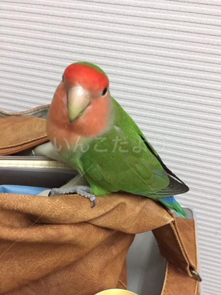 迷い鳥の写真