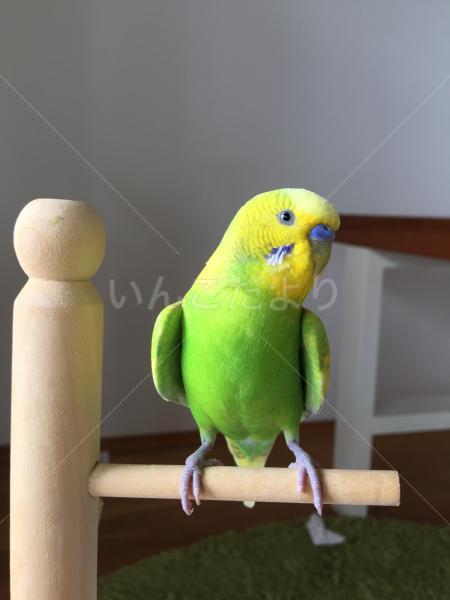 保護鳥の写真