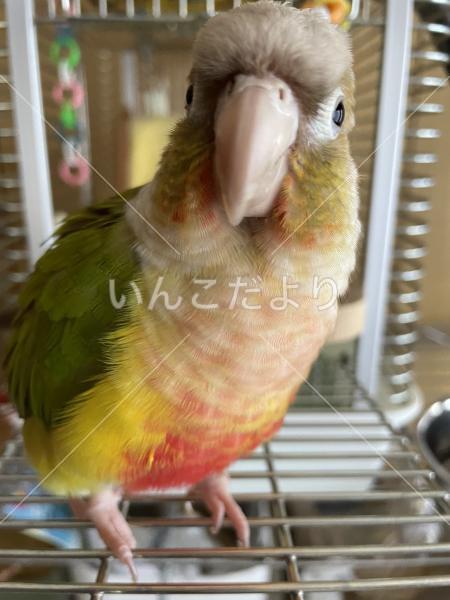 迷い鳥の写真