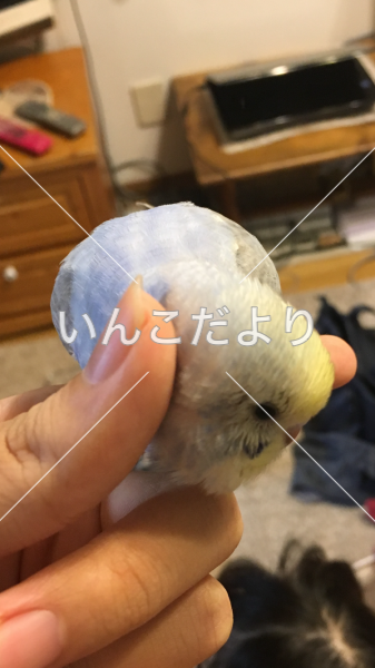 迷い鳥の写真