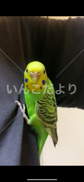 迷い鳥の写真