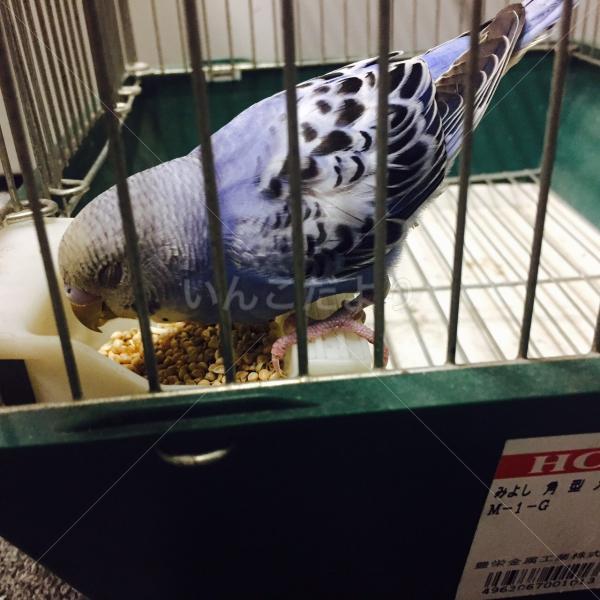 保護鳥の写真
