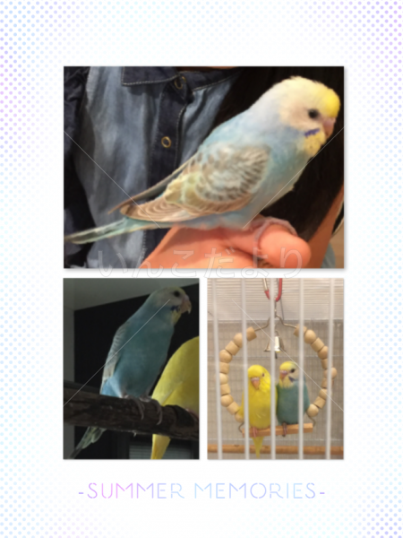 迷い鳥の写真