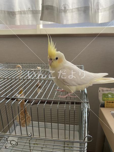 保護鳥の写真