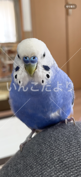 迷い鳥の写真