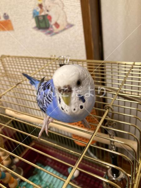 迷い鳥の写真