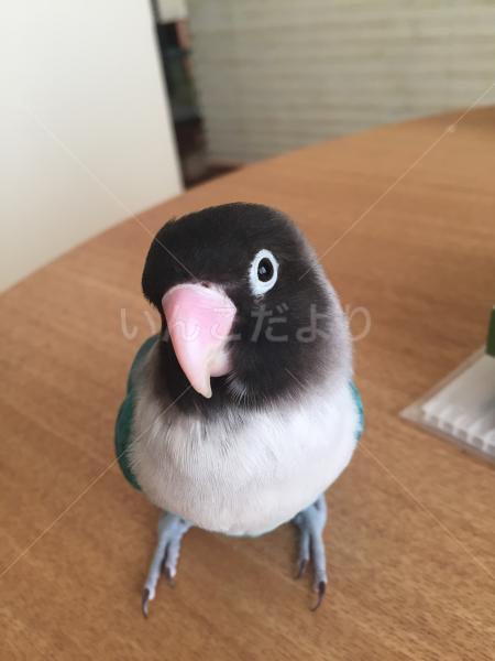 迷い鳥の写真