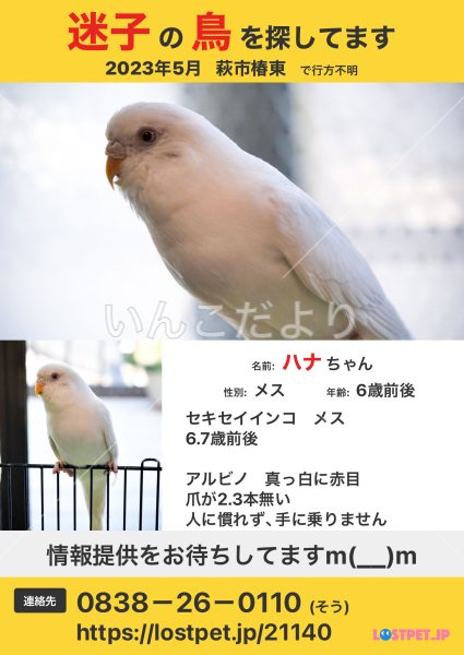 迷い鳥の写真