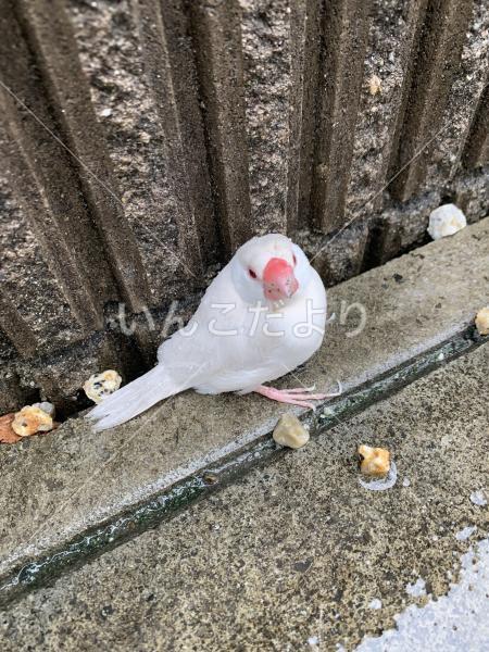 保護鳥の写真