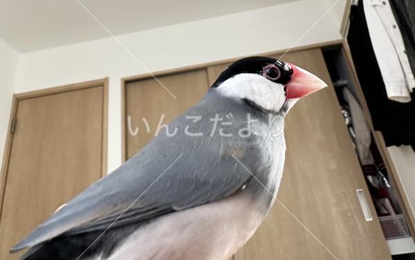 迷い鳥の写真