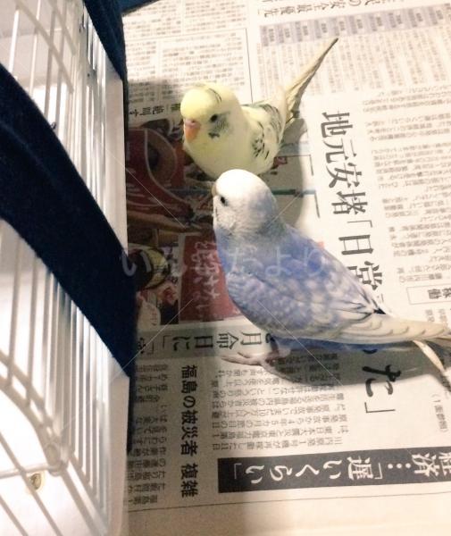 迷い鳥の写真