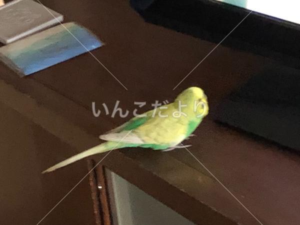 保護鳥の写真