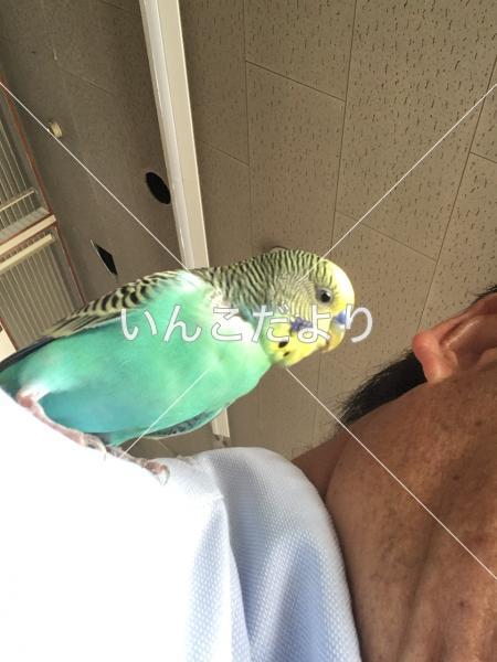 保護鳥の写真