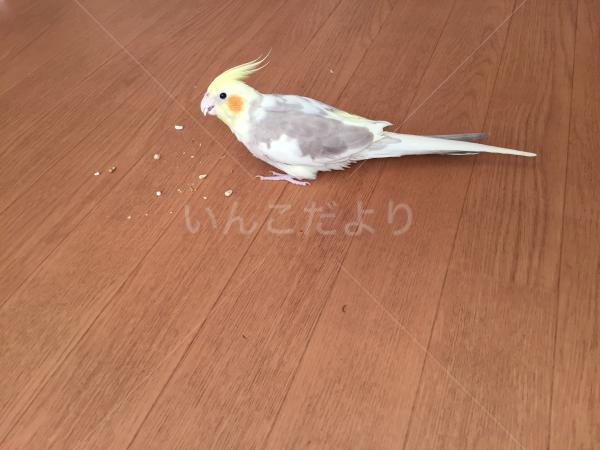 迷い鳥の写真