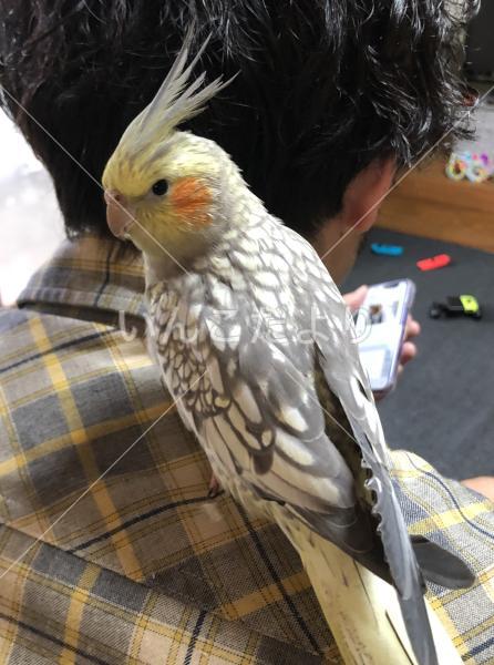 迷い鳥の写真
