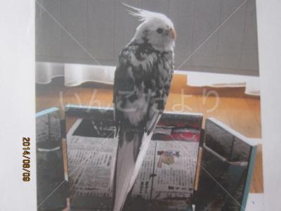 迷い鳥の写真