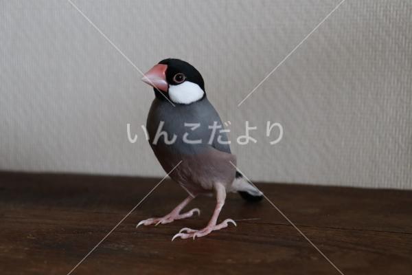 迷い鳥の写真