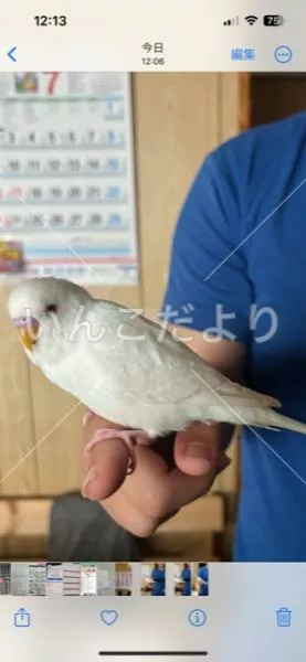 保護鳥の写真