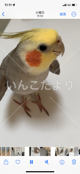 迷い鳥の写真