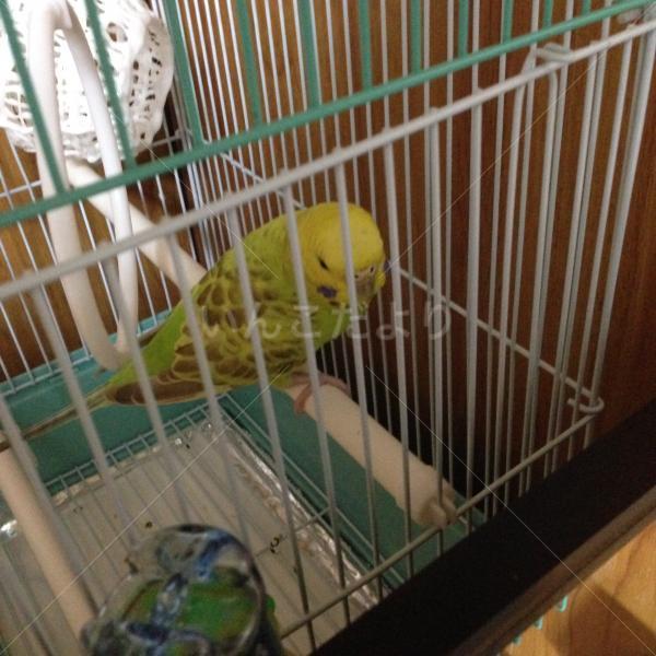 保護鳥の写真