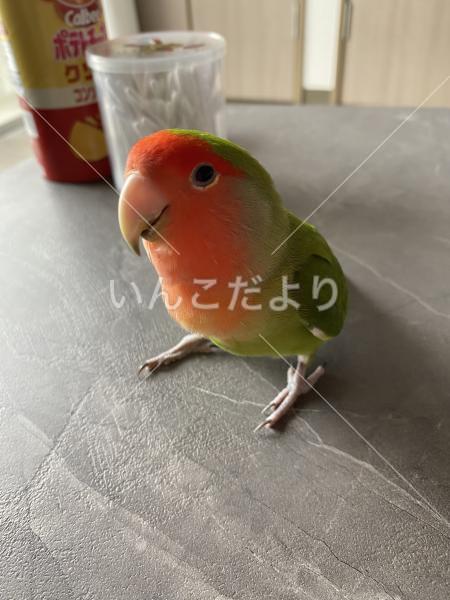 迷い鳥の写真