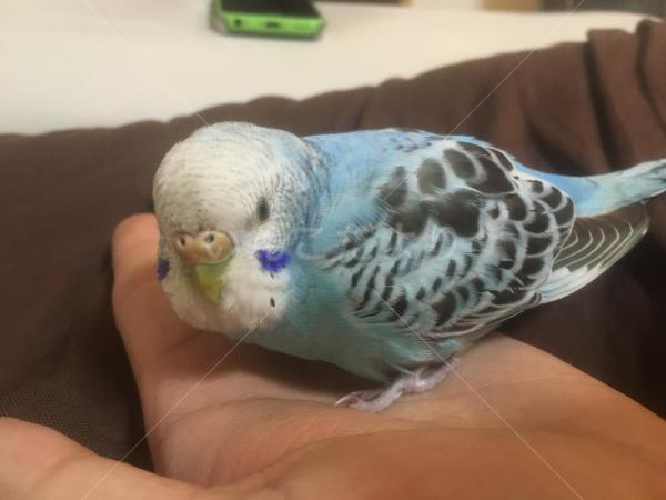 保護鳥の写真