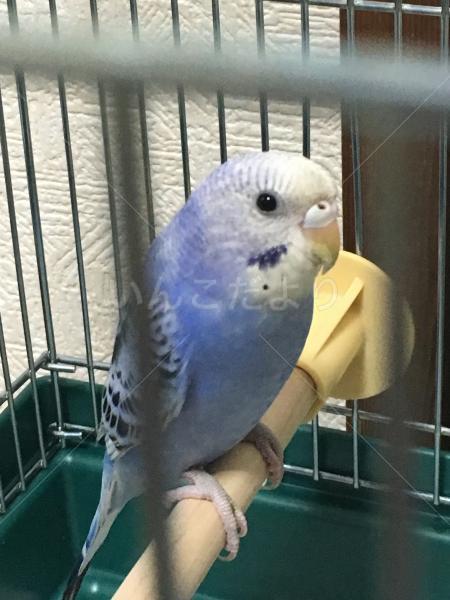 保護鳥の写真
