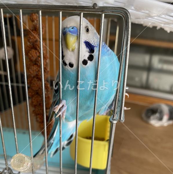 保護鳥の写真