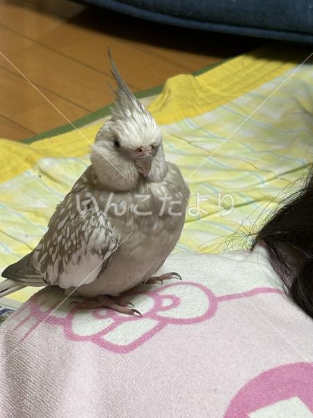 迷い鳥の写真