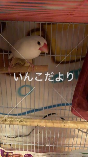 迷い鳥の写真