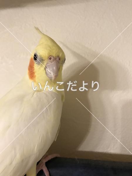 迷い鳥の写真