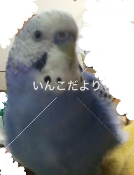 迷い鳥の写真