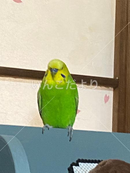 迷い鳥の写真