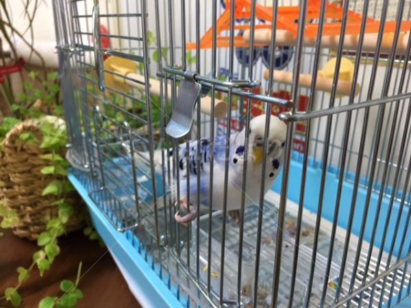保護鳥の写真