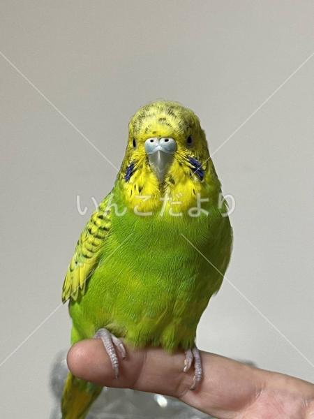保護鳥の写真