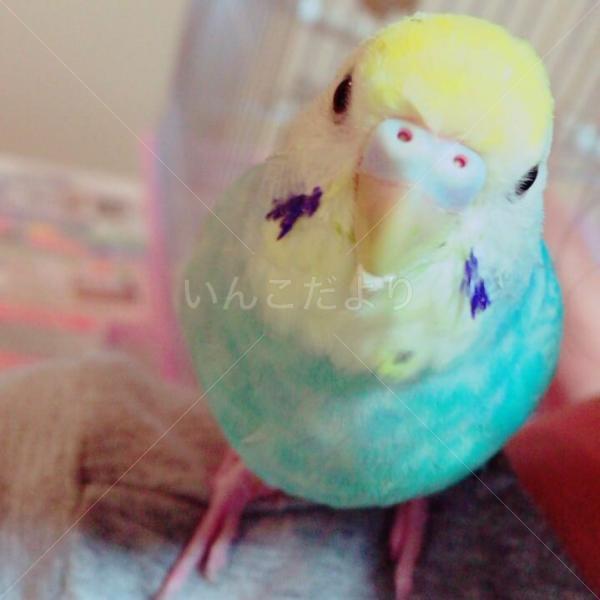 迷い鳥の写真