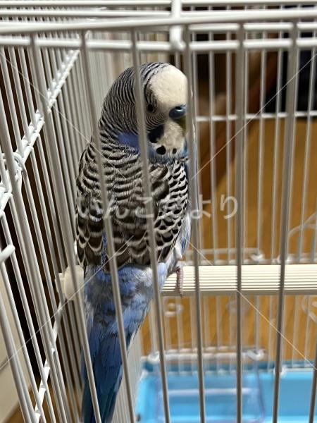保護鳥の写真