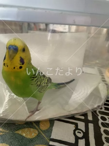 保護鳥の写真