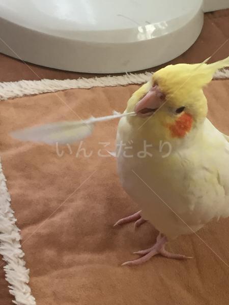 迷い鳥の写真