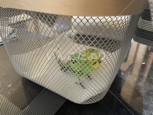 保護鳥の写真